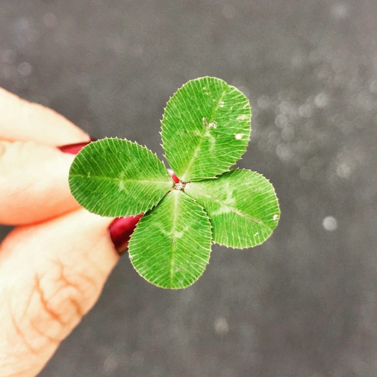 Ein vierblättriges Kleeblatt wird von einer Hand gehalten.